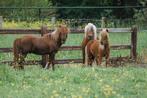 GEZOCHT Shetlander/Shetland pony