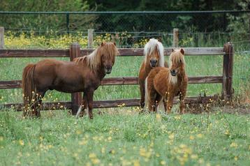 GEZOCHT Shetlander/Shetland pony