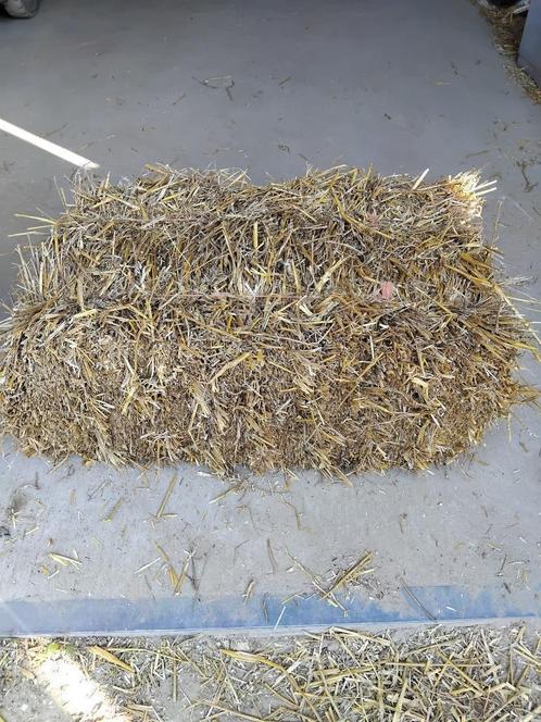 kleine pakken tarwe stro, Dieren en Toebehoren, Paarden en Pony's | Overige Paardenspullen, Ophalen