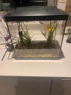 Aquarium, Dieren en Toebehoren, Vissen | Aquaria en Toebehoren, Ophalen, Zo goed als nieuw