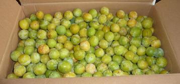 mirabelles de Nancy bio - 1 € le kilo beschikbaar voor biedingen