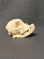 Schedel franse bulldog, Verzamelen, Dierenverzamelingen, Ophalen of Verzenden, Schedel