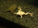 Dwergklauwkikkers, Dieren en Toebehoren, Reptielen en Amfibieën, Amfibie, Tam, 0 tot 2 jaar