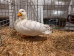 Broedeieren Kwakereenden, Dieren en Toebehoren, Geslacht onbekend, Eend