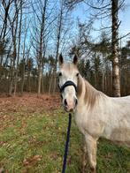 Lieve PRE ruin op zoek naar een 5️ huisje, Dieren en Toebehoren, Paarden
