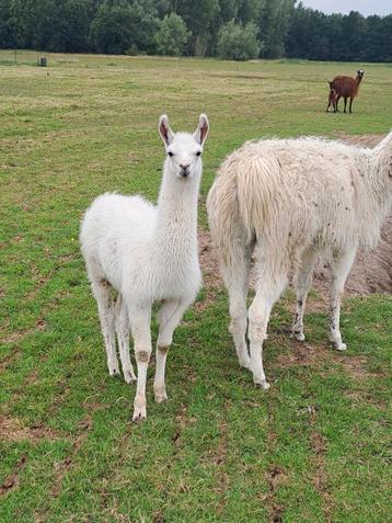 Lama hengstje  beschikbaar voor biedingen