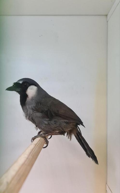 0-1 witwang gaailijster ( in nl ), Dieren en Toebehoren, Vogels | Overige Vogels, Tropenvogel, Vrouwelijk, Geringd
