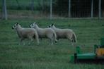 lammeren kerry hill schapen, Schaap, 0 tot 2 jaar