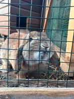 Nederlandse minilop, Dieren en Toebehoren, Konijnen