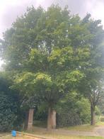 Noorse eadoorn, Ophalen, 100 tot 250 cm