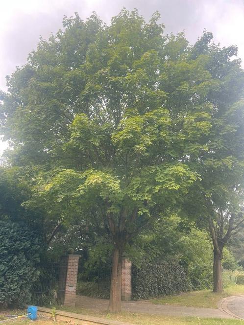 Noorse eadoorn, Tuin en Terras, Planten | Bomen, 100 tot 250 cm, Ophalen