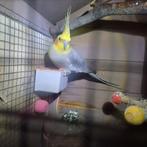 Valkparkiet, Dieren en Toebehoren, Vogels | Parkieten en Papegaaien, Mannelijk, Parkiet