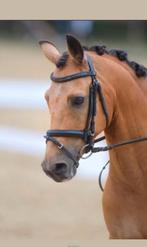 New Forest D pony - valk - 2007 - ruin, Dieren en Toebehoren, Minder dan 160 cm, Gechipt, Ruin, M