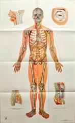 Vintage Anatomische Poster Skelet & Organen 65x100 cm, Ophalen of Verzenden