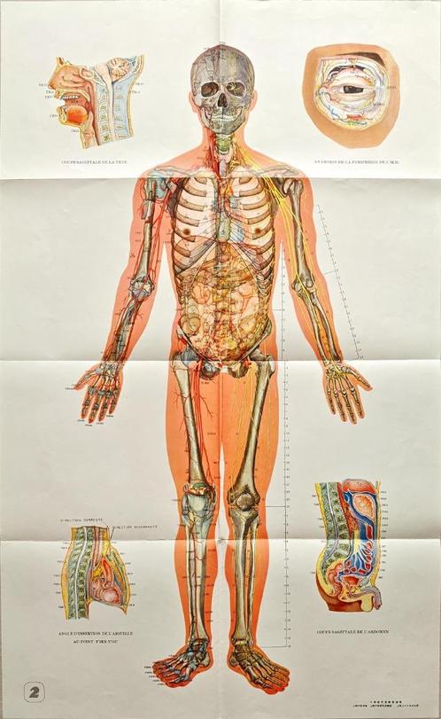 Vintage Anatomische Poster Skelet & Organen 65x100 cm, Verzamelen, Posters, Ophalen of Verzenden