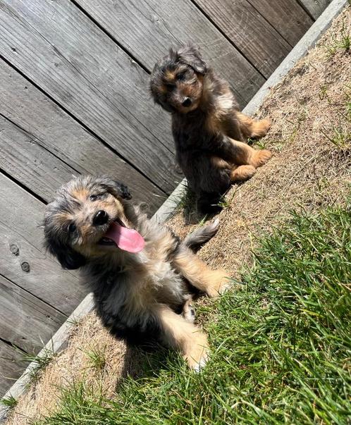 Knappe bordoodle pups (border collie x poedel), Dieren en Toebehoren, Honden | Herdershonden en Veedrijvers, Meerdere dieren, Collie