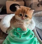 Golden britse langhaar met stamboom, Dieren en Toebehoren, Katten en Kittens | Raskatten | Langhaar, Meerdere dieren, Gechipt