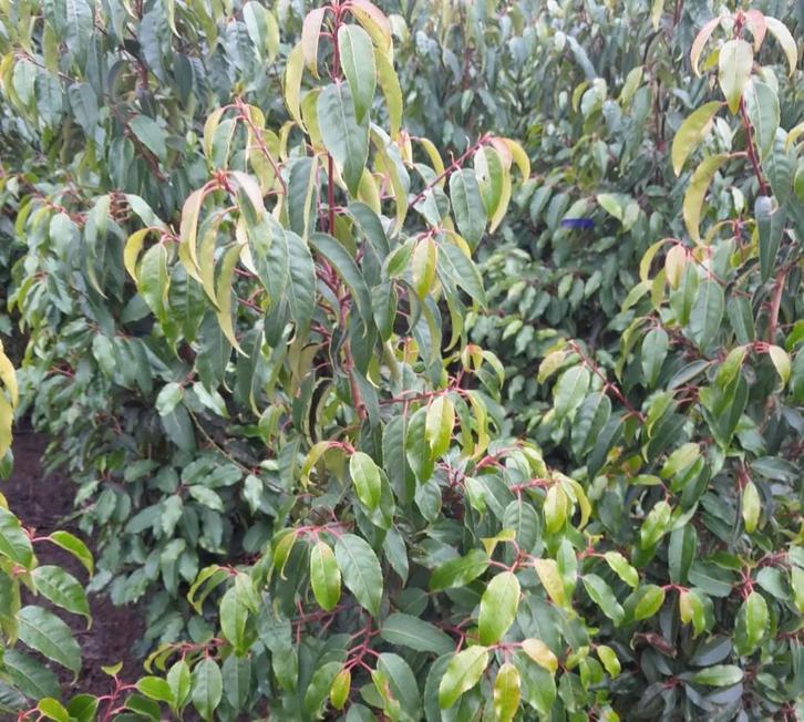 Portugese laurier!, Tuin en Terras, Planten | Struiken en Hagen, Laurier, Ophalen