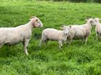 Wiltshire horn ram te koop, Schaap, Mannelijk, 0 tot 2 jaar