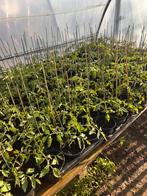 Tomaten paprika pompoen pepers komkommer plantjes, Tuin en Terras, Planten | Tuinplanten, Ophalen