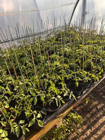 Tomaten paprika pompoen pepers komkommer plantjes, Tuin en Terras, Ophalen