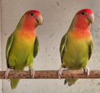 Roseicolli's Cinnamon mannen split oranjemasker. 2024 + DNA, Dieren en Toebehoren, Vogels | Parkieten en Papegaaien, Geringd