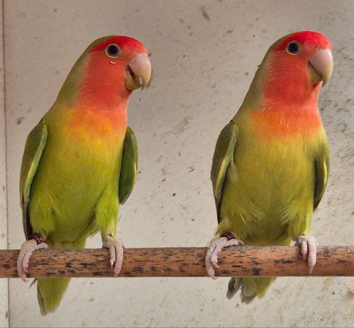 Roseicolli's Cinnamon mannen split oranjemasker. 2024 + DNA, Dieren en Toebehoren, Vogels | Parkieten en Papegaaien, Geringd