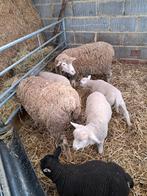 Ile de France lammeren, Dieren en Toebehoren, Schapen, Geiten en Varkens