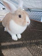 Konijnen te koop, Dieren en Toebehoren