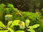 Fissidens Fontanus | Phoenix mos, Ophalen of Verzenden, Plant(en), Steen of Hout