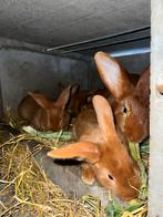 Raszuivere vale van bourgondie, Dieren en Toebehoren