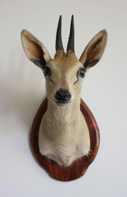 Opgezette KOP DUIKER DWERGANTILOPE op houten schild, Collections, Collections Animaux, Utilisé, Animal empaillé, Animal sauvage