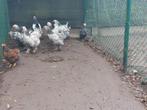 Brahma zilverzwartgezoomd  zilverblauwgezoomd, Dieren en Toebehoren, Pluimvee, Meerdere dieren, Kip