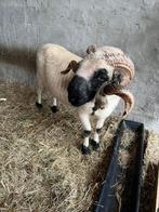 Walliser Schwarznase Ram te koop, Animaux & Accessoires, Moutons, Chèvres & Cochons, Mouton, Mâle, 3 à 5 ans