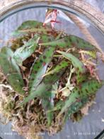 Begonia amphioxus, Maison & Meubles, Plantes d'intérieur, Enlèvement