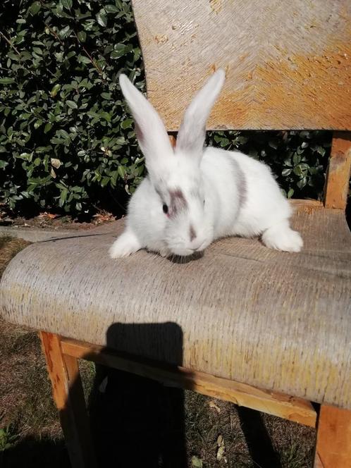 Duitse reuzen raszuivere konijnen, Dieren en Toebehoren, Konijnen