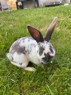 Duitse reus, Mannelijk, Groot, 0 tot 2 jaar