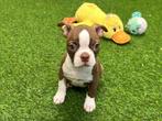 Chiots Boston Terrier