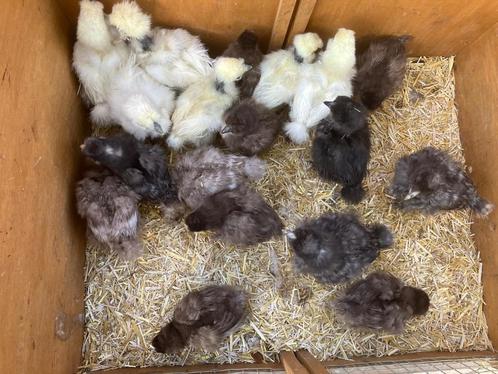 Kuikens Zijdehoen met baard, Dieren en Toebehoren, Pluimvee, Kip, Geslacht onbekend