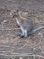 bruin wallaby vrouwtje, Dieren en Toebehoren, Februari