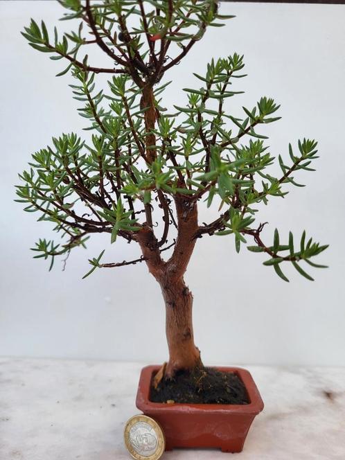 Bonsai, Tuin en Terras, Planten | Bomen, Ophalen