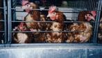 Batterij leghennen, Dieren en Toebehoren, Pluimvee