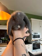 3 duitse reuzen konijnen, Dieren en Toebehoren, November, Meerdere dieren, Overige typen, Tam