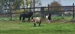 Miniatuurpaarden en shet, Dieren en Toebehoren, Pony's