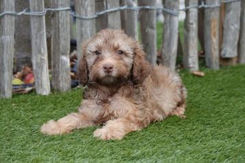 Prachtige mini Labradoodle pups beschikbaar voor biedingen