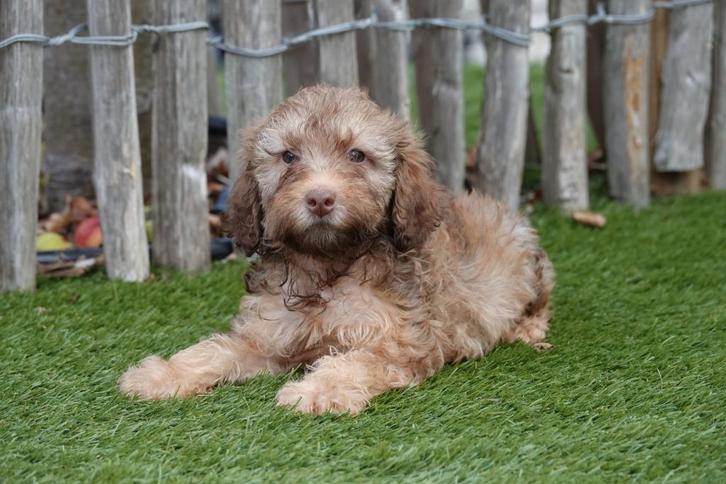 Prachtige mini Labradoodle pups, Dieren en Toebehoren, Honden | Retrievers, Spaniëls en Waterhonden, Meerdere dieren, Overige rassen