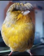 W Canaris damesgolster 30€ voor 2, Dieren en Toebehoren, Ophalen