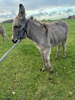 Miniatuur ezel te koop, Dieren en Toebehoren, Hengst