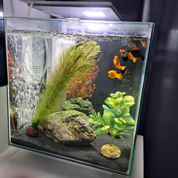 Aquarium Super Fish beschikbaar voor biedingen