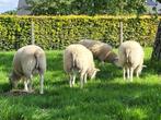 swifter dekrammen, Mâle, Mouton, 0 à 2 ans